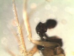 Agyneta simplicitarsis