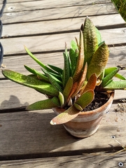Gasteria disticha