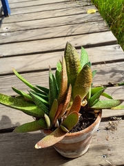 Gasteria disticha