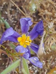 Calydorea xiphioides