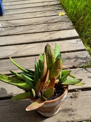 Gasteria disticha