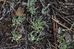 Antennaria dimorpha