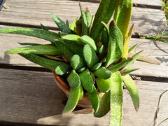 Gasteria disticha