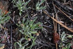 Antennaria dimorpha