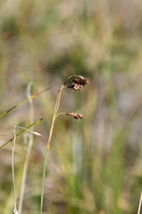 Carex atrofusca
