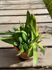 Gasteria disticha