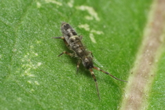 Orchesella cincta