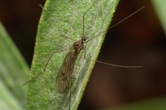 Trichocera annulata
