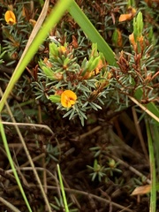 Pultenaea tenuifolia