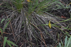 Crepis atribarba