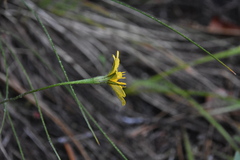 Crepis atribarba