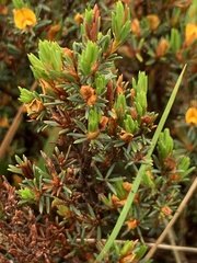 Pultenaea tenuifolia