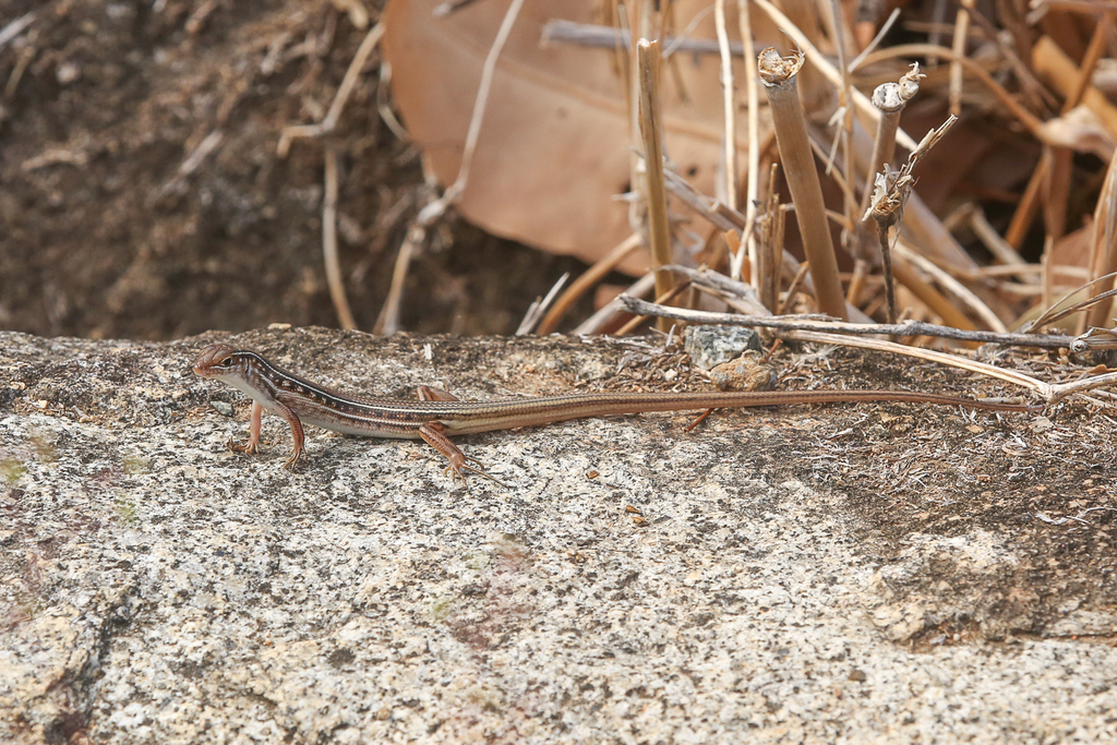 Nullum Ctenotus