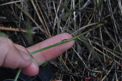 Crepis atribarba