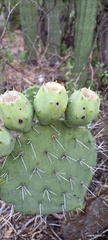 Opuntia streptacantha