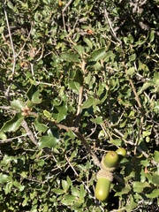 Quercus coccifera