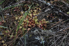 Claytonia rubra rubra
