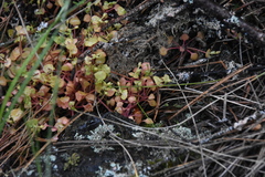 Claytonia rubra rubra