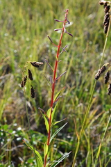 Carex atrofusca