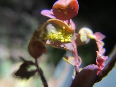 Aphidomorpha