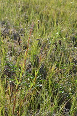 Carex atrofusca