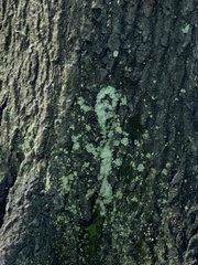 Lecanora thysanophora