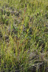 Carex atrofusca