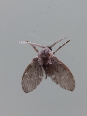 Clogmia
