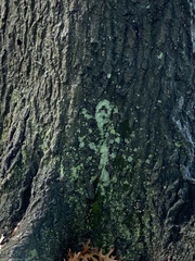 Lecanora thysanophora