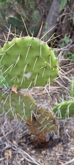 Opuntia streptacantha