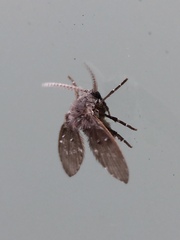 Clogmia