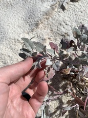 Abronia angustifolia