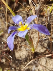 Calydorea xiphioides