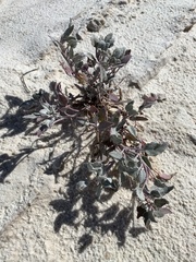 Abronia angustifolia