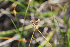 Carex tenuiflora