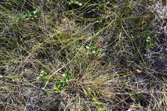 Carex tenuiflora