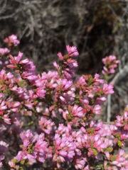Erica gnaphaloides