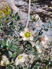 Leptospermum macrocarpum