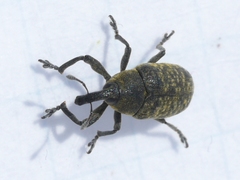 Larinus carlinae