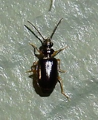 Pentagonica