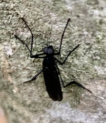 Penthetria heteroptera
