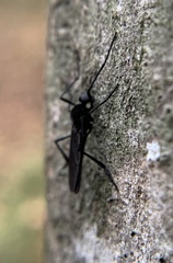 Penthetria heteroptera