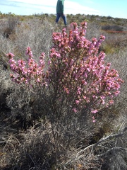 Erica gnaphaloides