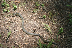 Lampropeltis holbrooki