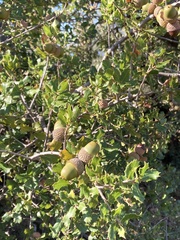 Quercus coccifera