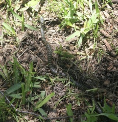 Lampropeltis holbrooki