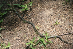 Lampropeltis holbrooki