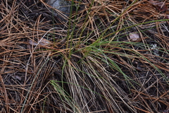 Festuca campestris