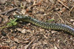 Lampropeltis holbrooki