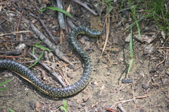 Lampropeltis holbrooki